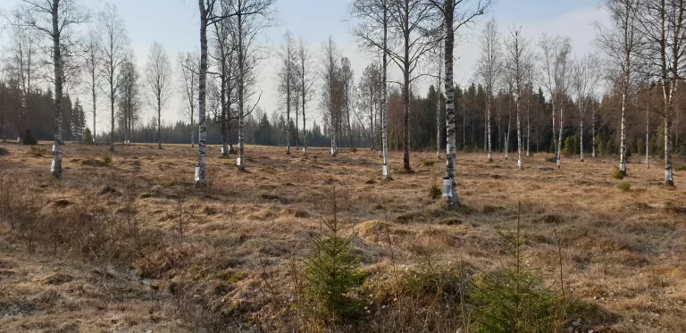 Fira våren med Sav-Safari hos Ängabackens Björksoda!
